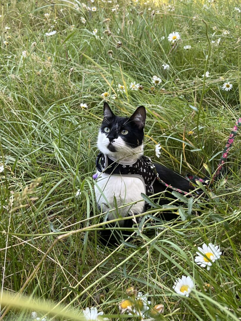 coco in grass