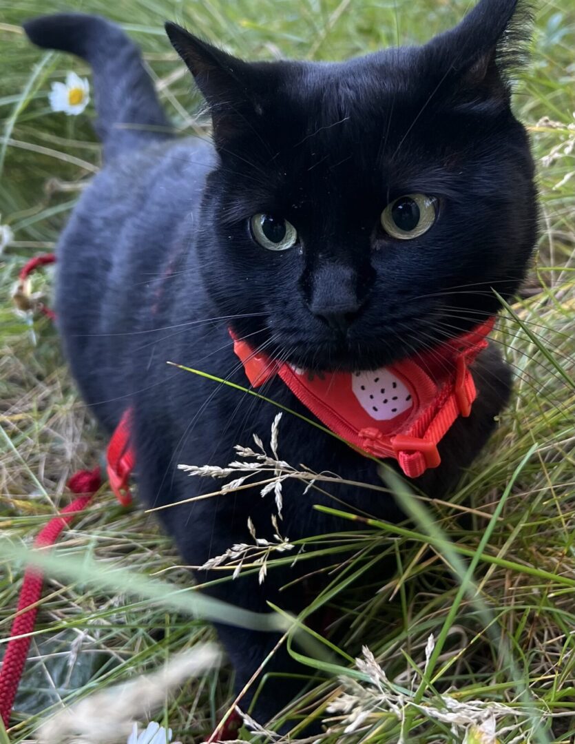 kiwi in grass